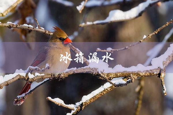 冰箱漏水（冰箱漏水到地面原因）